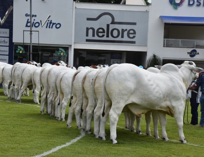 Expoinel Minas 2025 reunirá o melhor da raça Nelore em Uberaba (MG)